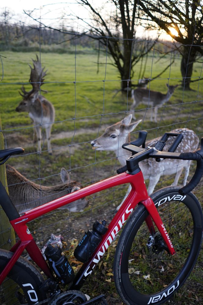 My bike with the aerobar, parked at a fence with deer behind it