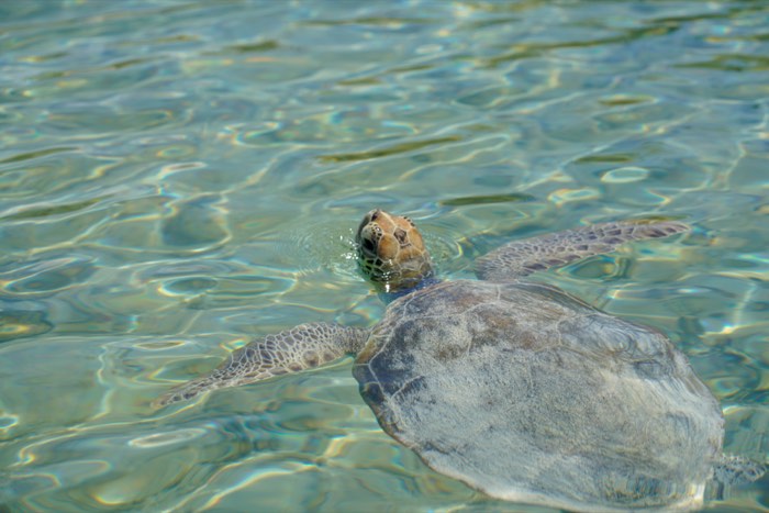 A turtle surfacing for air.