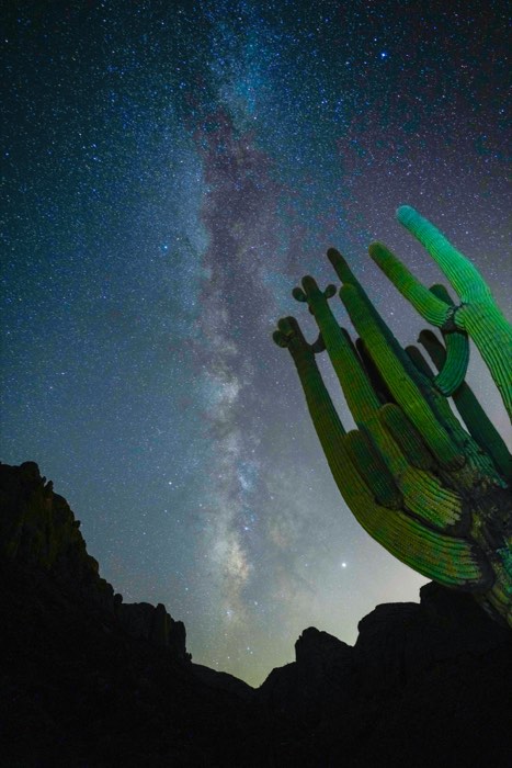 A saguaro reaching into the Milky Way.